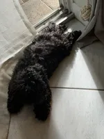 Niko, a male Maltipoo for sale in Bradenton, FL – 1 of 9