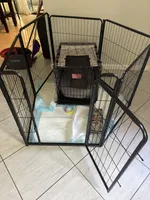 Niko, a male Maltipoo for sale in Bradenton, FL – 8 of 9