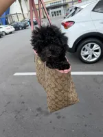 Niko, a male Maltipoo for sale in Bradenton, FL – 3 of 9