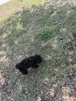 Niko, a male Maltipoo for sale in Bradenton, FL – 5 of 9