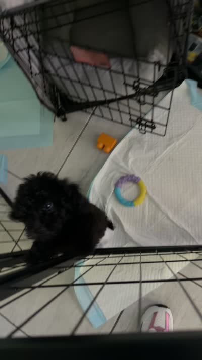 Niko, a male Maltipoo for sale in Bradenton, FL – 9 of 9