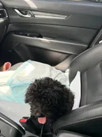 Niko, a male Maltipoo for sale in Bradenton, FL – 2 of 9