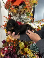 Georgie, a male Miniature Dachshund for sale in Milner, GA – 2 of 2