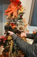 Dotti, a female Miniature Dachshund for sale in Milner, GA – 5 of 5