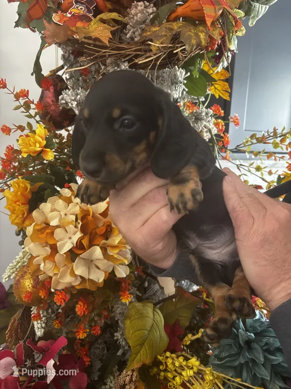 Georgie – Miniature Dachshund puppy for sale in Milner, GA