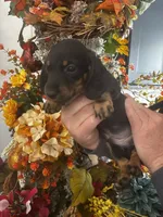 Georgie, a male Miniature Dachshund for sale in Milner, GA – 1 of 2