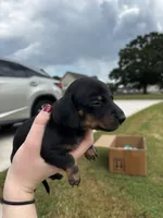 Dotti, a female Miniature Dachshund for sale in Milner, GA – 2 of 5