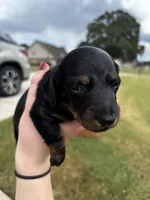 Dotti, a female Miniature Dachshund for sale in Milner, GA – 3 of 5