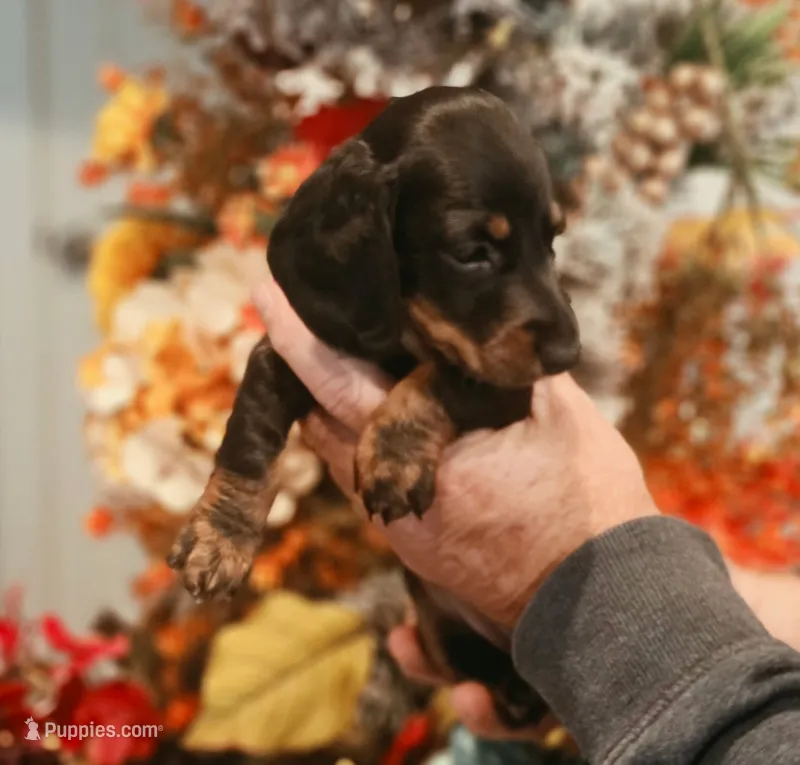 Dotti – Miniature Dachshund puppy for sale in Milner, GA
