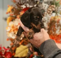 Dotti, a female Miniature Dachshund for sale in Milner, GA – 1 of 5