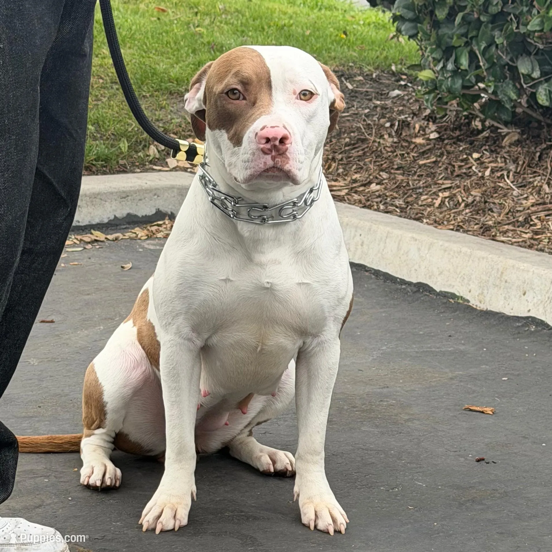 Prada, a female American Pit Bull Terrier for sale in La Habra, CA – Photo 3 of 5