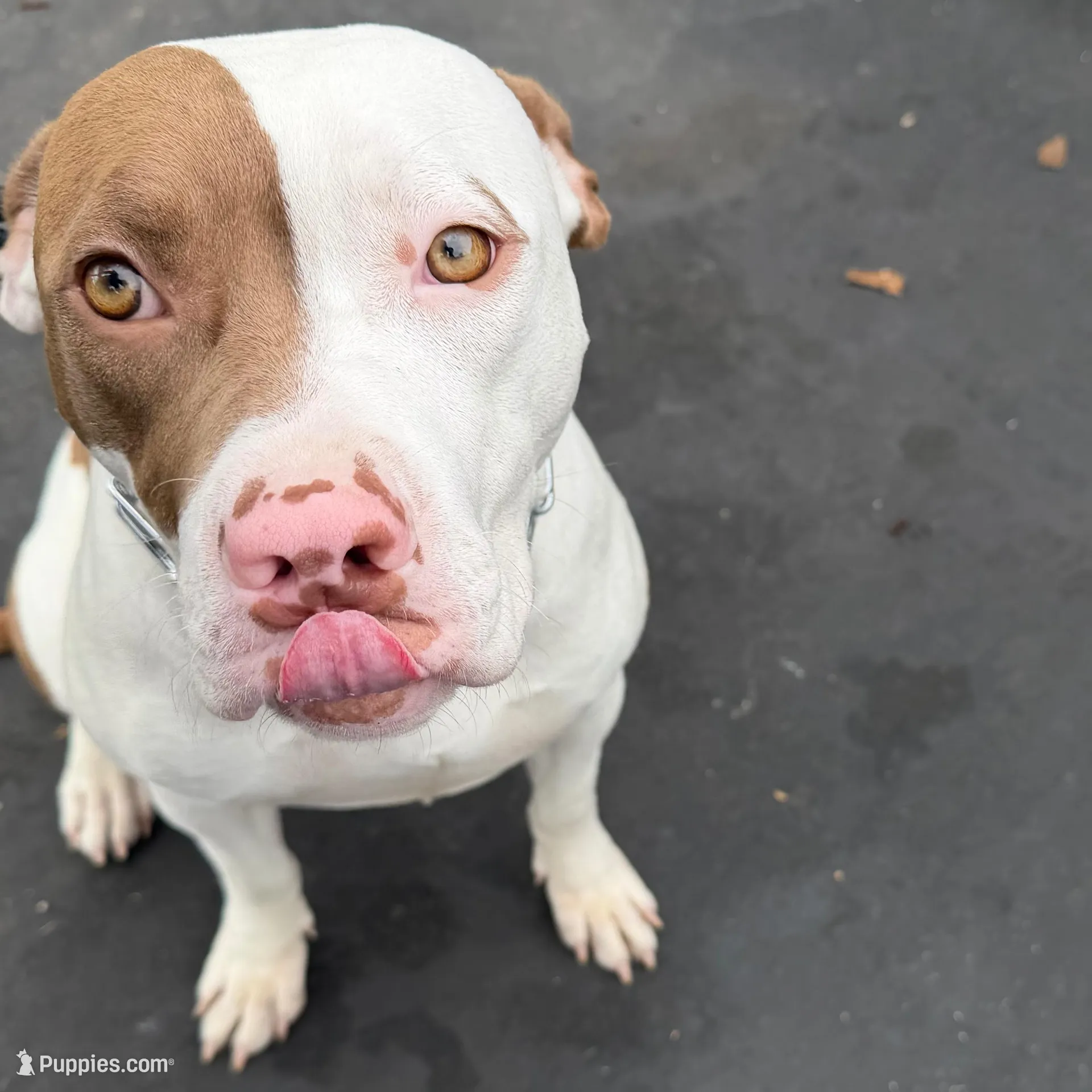Prada, a female American Pit Bull Terrier for sale in La Habra, CA – Photo 2 of 5