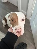 Prada, a female American Pit Bull Terrier for sale in La Habra, CA – Photo 4 of 5