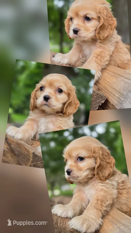 Georgina – Cocker Spaniel puppy for sale in New Philadelphia, OH