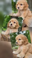 Georgina, a female Cocker Spaniel for sale in New Philadelphia, OH – 1 of 1
