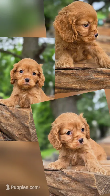 Gidgette – Cocker Spaniel puppy for sale in New Philadelphia, OH