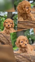 Gidgette, a female Cocker Spaniel for sale in New Philadelphia, OH – 1 of 1