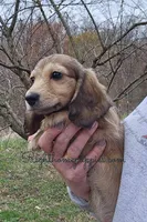 Mo (Molasses) Longhaired, a male Miniature Dachshund for sale in New Philadelphia, OH – Photo 3 of 4