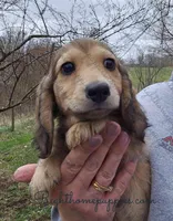 Mo (Molasses) Longhaired, a male Miniature Dachshund for sale in New Philadelphia, OH – Photo 2 of 4