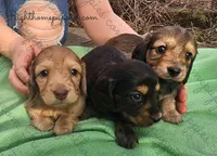 Mo (Molasses) Longhaired, a male Miniature Dachshund for sale in New Philadelphia, OH – Photo 4 of 4