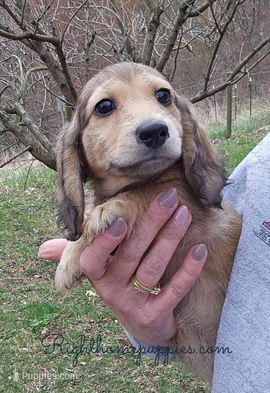 Mo (Molasses) Longhaired