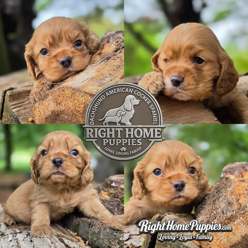 Cedric – Cocker Spaniel puppy for sale in New Philadelphia, OH