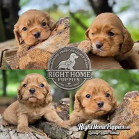 Cedric, a male Cocker Spaniel for sale in New Philadelphia, OH – 1 of 1