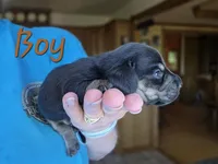 Scout, a male Miniature Dachshund for sale in New Philadelphia, OH – 2 of 4