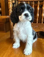 Maggie Mae, a female Cocker Spaniel for sale in New Philadelphia, OH – Photo 4 of 4
