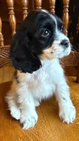 Maggie Mae, a female Cocker Spaniel for sale in New Philadelphia, OH – Photo 1 of 4