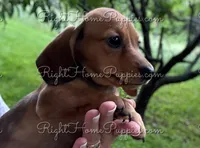 Simon, a male Miniature Dachshund for sale in New Philadelphia, OH – Photo 1 of 3