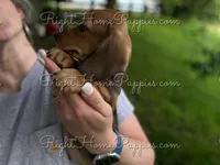 Simon, a male Miniature Dachshund for sale in New Philadelphia, OH – Photo 2 of 3