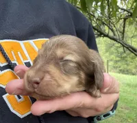 Charleston - Long Hair, a male Miniature Dachshund for sale in New Philadelphia, OH – Photo 6 of 8