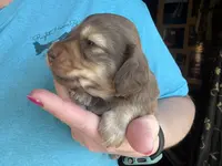 Charleston - Long Hair, a male Miniature Dachshund for sale in New Philadelphia, OH – Photo 3 of 8