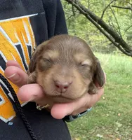 Charleston - Long Hair, a male Miniature Dachshund for sale in New Philadelphia, OH – Photo 7 of 8