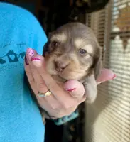 Charleston - Long Hair, a male Miniature Dachshund for sale in New Philadelphia, OH – Photo 1 of 8