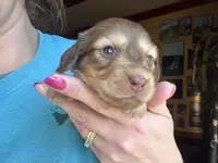 Charleston - Long Hair, a male Miniature Dachshund for sale in New Philadelphia, OH – Photo 2 of 8