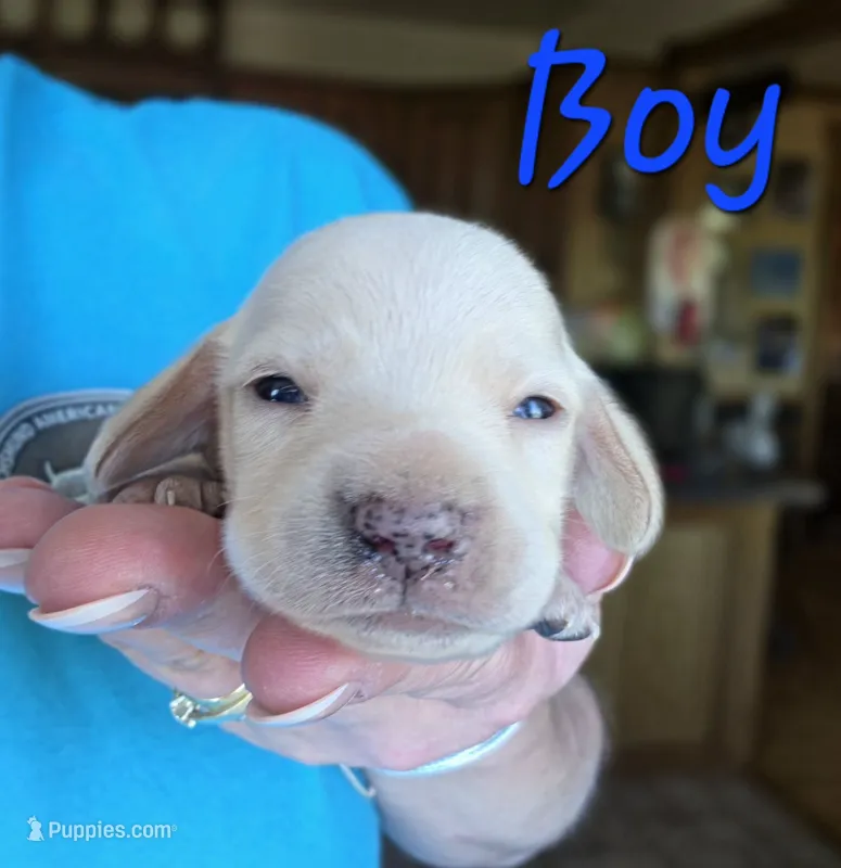 Sirius (Cream) – Miniature Dachshund puppy for sale in New Philadelphia, OH
