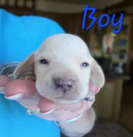 Sirius (Cream), a male Miniature Dachshund for sale in New Philadelphia, OH – 1 of 3