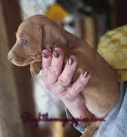 Thyme, a female Miniature Dachshund for sale in New Philadelphia, OH – Photo 2 of 3