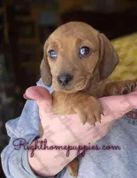 Thyme, a female Miniature Dachshund for sale in New Philadelphia, OH – Photo 3 of 3