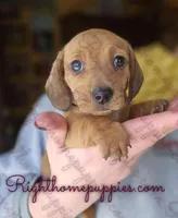 Thyme, a female Miniature Dachshund for sale in New Philadelphia, OH – Photo 1 of 3