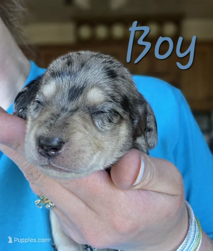 Slate (Dapple) – Miniature Dachshund puppy for sale in New Philadelphia, OH
