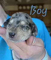 Slate (Dapple), a male Miniature Dachshund for sale in New Philadelphia, OH – 1 of 4