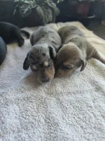 Slate (Dapple), a male Miniature Dachshund for sale in New Philadelphia, OH – 4 of 4