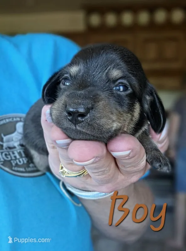 Scout – Miniature Dachshund puppy on hold in New Philadelphia, OH
