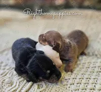 Teddy (short haired), a male Miniature Dachshund for sale in New Philadelphia, OH – Photo 2 of 2