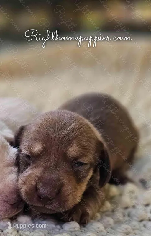 Teddy (short haired)