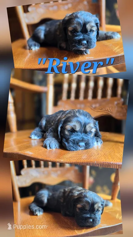 River  – Cocker Spaniel puppy for sale in New Philadelphia, OH