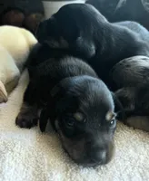 Scout, a male Miniature Dachshund for sale in New Philadelphia, OH – 3 of 4